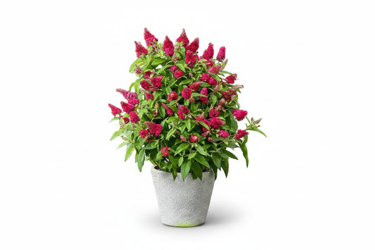 Buddleja davidii Butterfly Candy Little Ruby Zwerg Sommerflieder rosa blühend bienenfreundlich Gartenpflanze Mystic-T Heede am ort