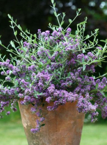 Buddleja alternifolia Unique Sommerflieder hellviolett blühend Zierstrauch Garten Mystic-T Heede