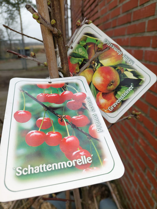 Der Mystic-T Garten entsteht – 260 Pflanzen für unsere neue Teegarten-Oase