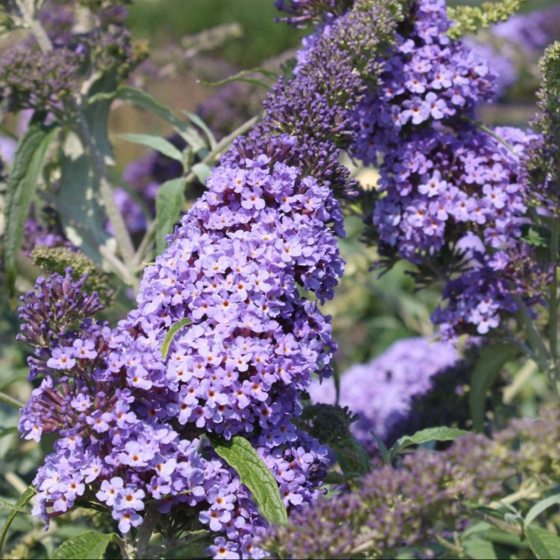 Buddleja Rocketstar Indigo Sommerflieder violett blühend bienenfreundlich Gartenpflanze Mystic-T Heede