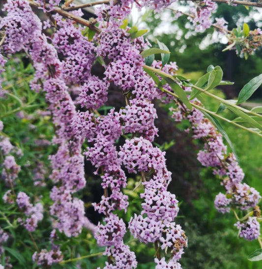 Buddleja alternifolia Unique Sommerflieder hellviolett blühend Zierstrauch Garten Mystic-T Heede