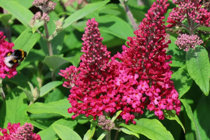 Buddleja davidii Butterfly Candy Little Ruby Zwerg Sommerflieder rosa blühend bienenfreundlich Gartenpflanze Mystic-T Heede