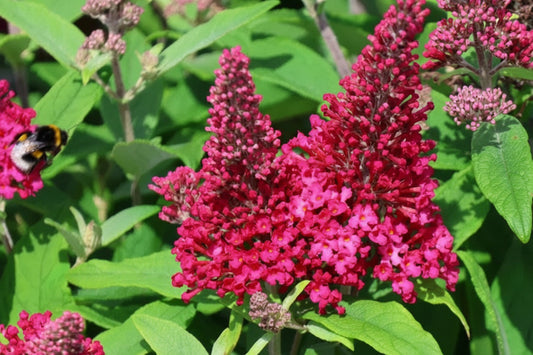 Buddleja davidii Butterfly Candy Little Ruby Zwerg Sommerflieder rosa blühend bienenfreundlich Gartenpflanze Mystic-T Heede